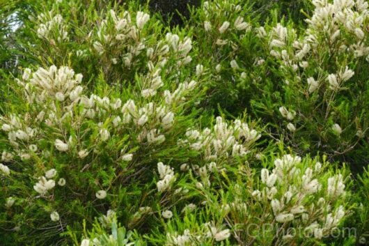 Melaleuca 'Honey Bracelet Myrtle'