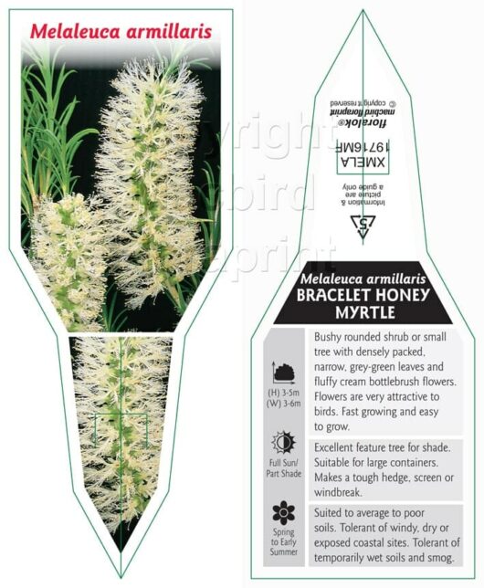 Melaleuca 'Honey Bracelet Myrtle'