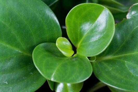 Peperomia obtusifolia 'Jade' 8" Pot