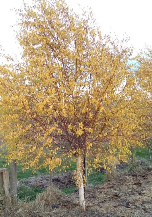 Betula 'Wades Golden' Birch 16" Pot