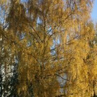 A Betula 'Wades Golden' Birch from a 16" pot, with golden yellow leaves, stands against a clear blue sky.