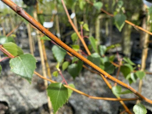 Betula 'Wades Golden' Birch 16" Pot