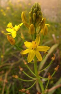 Close-up of a yellow Bulbine Lily 'Native Leek' in a 6" pot, featuring multiple blooms and buds against a natural green background.