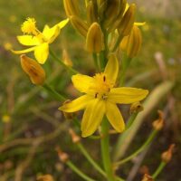 Close-up of a yellow Bulbine Lily 'Native Leek' in a 6" pot, featuring multiple blooms and buds against a natural green background.