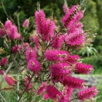 Callistemon violaceus 'Violet Bottlebrush' 8" Pot