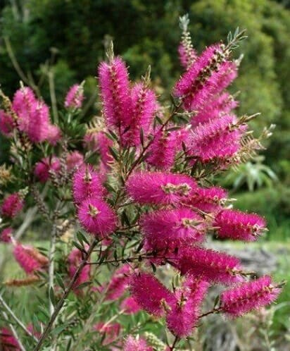 https://www.thetutuguru.com.au/wp-content/uploads/2021/06/hello-hello-plants-callistemon-violaceus-violet-bottlebrush-1.jpg