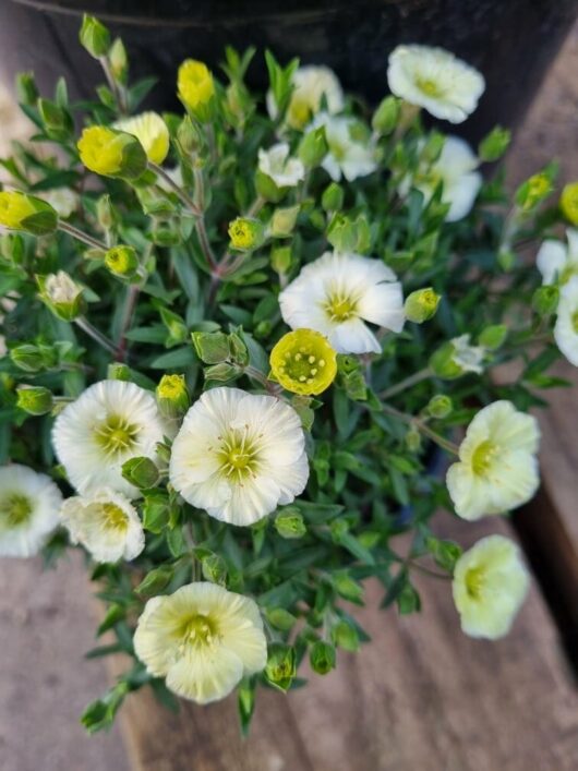 Arenaria 'Summer Lemon' 6" Pot