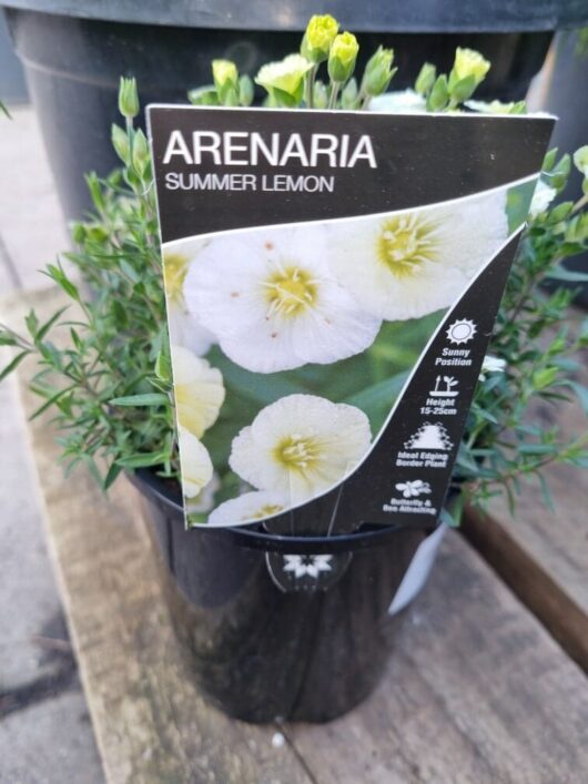 Arenaria 'Summer Lemon' 6" Pot
