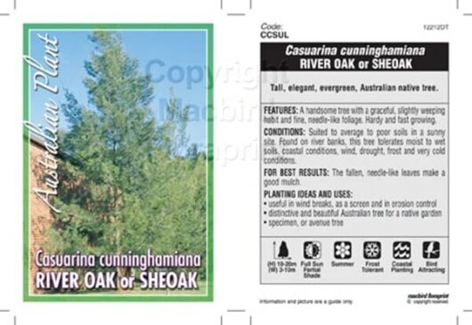 Casuarina cunninghamiana 'River She-Oak' 16" Pot