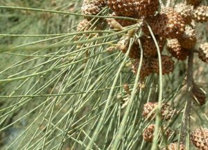 Close-up of brown pine cones surrounded by long, thin, green needles, reminiscent of the elegant Casuarina cunninghamiana 'River She-Oak' in a 6" pot.