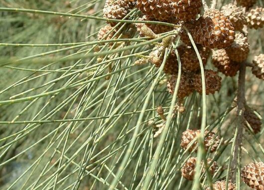 Close-up of brown pine cones surrounded by long, thin, green needles, reminiscent of the elegant Casuarina cunninghamiana 'River She-Oak' in a 6" pot.