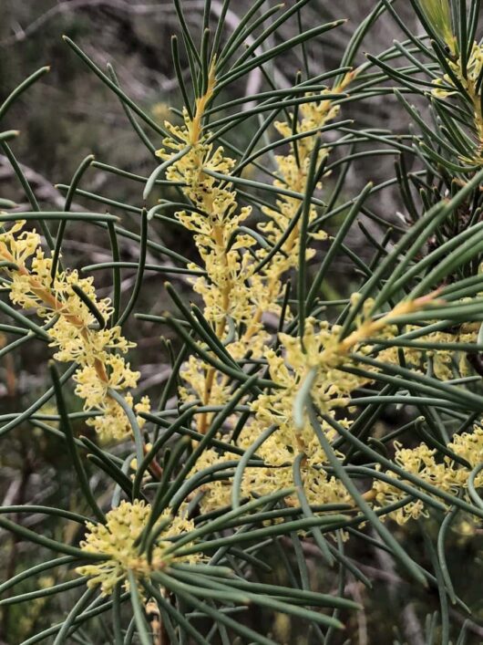 Hakea nodosa 'Yellow Hakea' 8" Pot