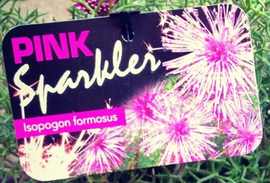 Isopogon 'Pink Sparkler' Coneflower 6" Pot