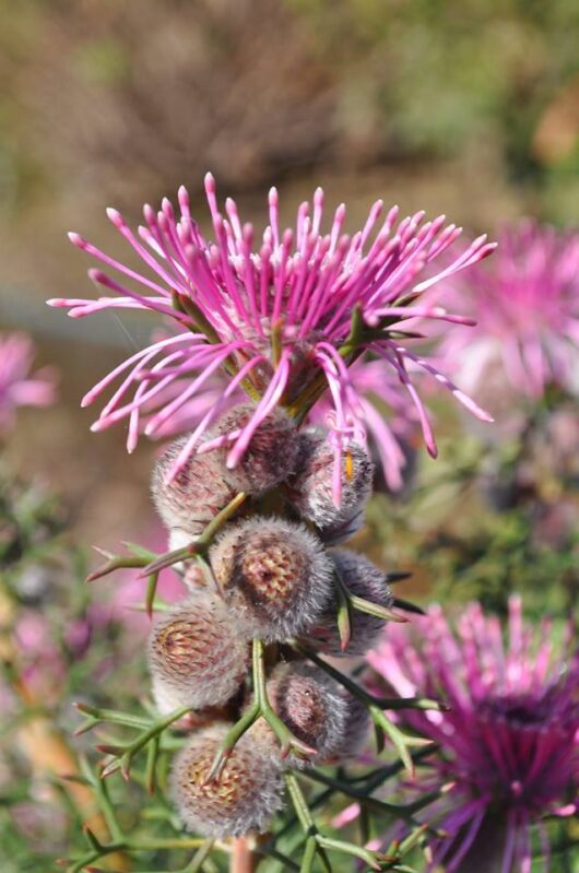 Isopogon 'Pink Sparkler' Coneflower 6" Pot