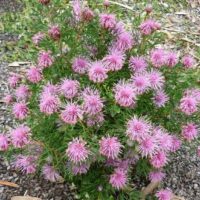 The Isopogon 'Pink Sparkler' Coneflower in a 6" pot features numerous spiky, pink sparkler flowers with green foliage, set against a gravel and leafy background.