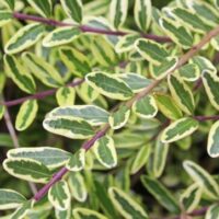 Close-up of Lonicera 'Variegated' BoxOz 6" Pot's green leaves with white edges, highlighting the prominent purple stem.
