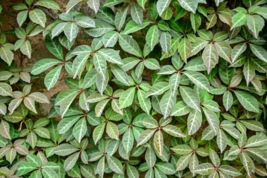 Parthenocissus henryana 'Chinese Virginia Creeper'