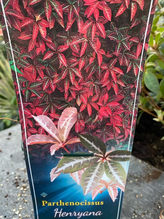 Parthenocissus henryana 'Chinese Virginia Creeper'