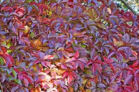 Parthenocissus henryana 'Chinese Virginia Creeper'