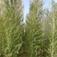 A path winds through a dense grove of Populus 'Simon's Poplar' 5ft (Bare Root) trees, their tall, slender trunks crowned with abundant green leaves under a clear blue sky.