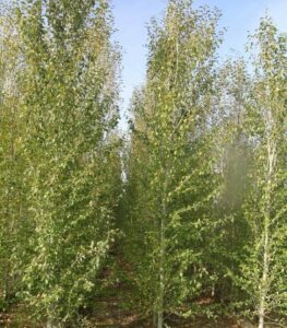 A path winds through a dense grove of Populus 'Simon's Poplar' 5ft (Bare Root) trees, their tall, slender trunks crowned with abundant green leaves under a clear blue sky.