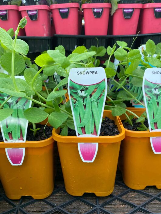 Pisum 'Snow Pea' 4" Pot