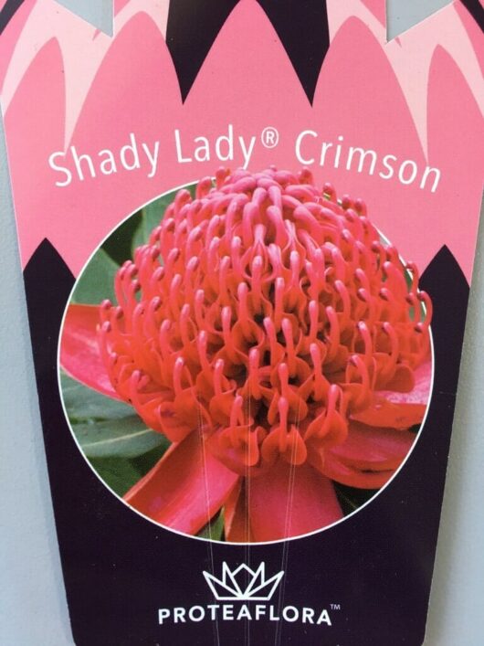 Telopea 'Shady Lady Crimson' Waratah PBR Espaliered 13" Pot