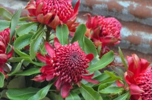 A close-up of Telopea 'Shady Lady Crimson’ Waratah PBR plants in 13" pots, featuring vibrant red flowers expertly espaliered with lush green leaves, against a corrugated metal background.