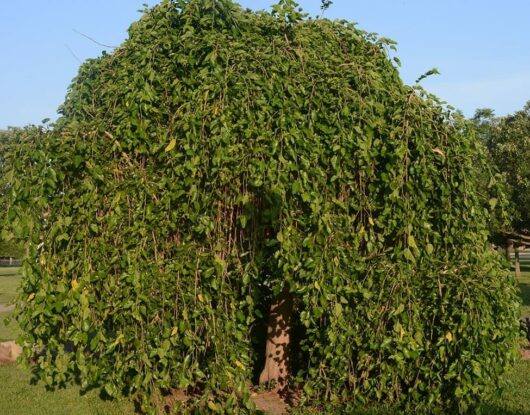 Morus chaparral 'Weeping Mulberry' Fruitless