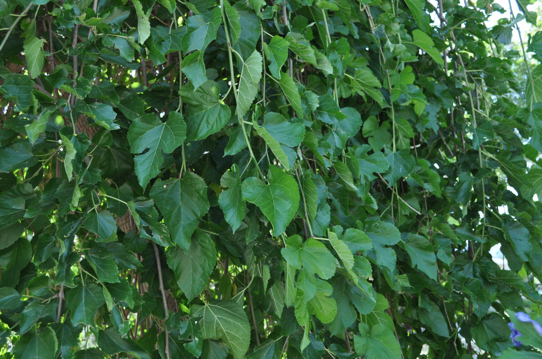 Morus chaparral 'Weeping Mulberry' Fruitless 16" Pot Hello Hello