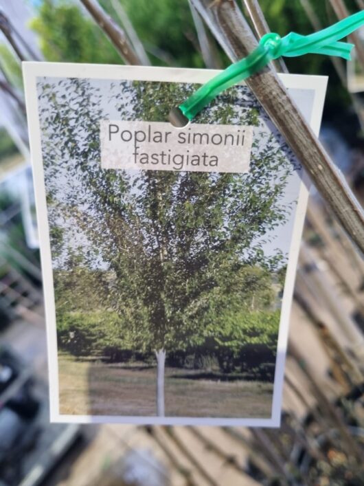 Populus 'Simon's Poplar' 20" Pot