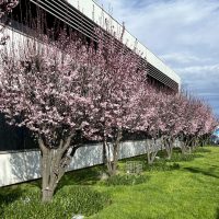 A row of blossoming pink cherry trees lines the side of a modern building on a grassy lawn, accompanied by the vibrant hues of Prunus 'Nigra' Purple Leaf Flowering Plum 3ft (Bare Rooted) under a partially cloudy sky.