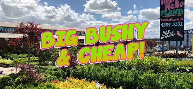 Big, Bushy and Cheap!