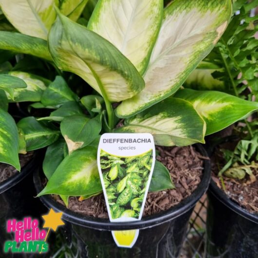Dieffenbachia 'Mariana' Dumb Cane 8" Pot