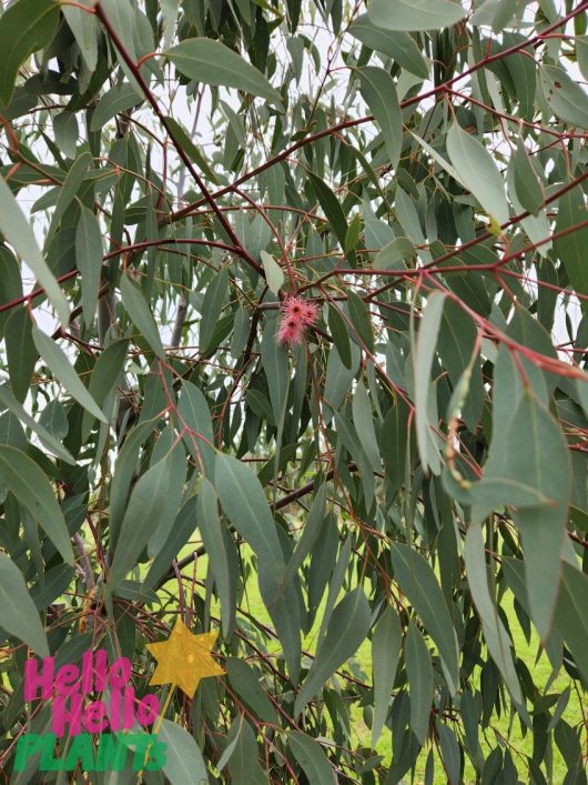 A Eucalyptus 'River Red Gum' 8" Pot tree branch with narrow leaves and a pink blossom, featuring a "hello hello plants" watermark at the bottom left.