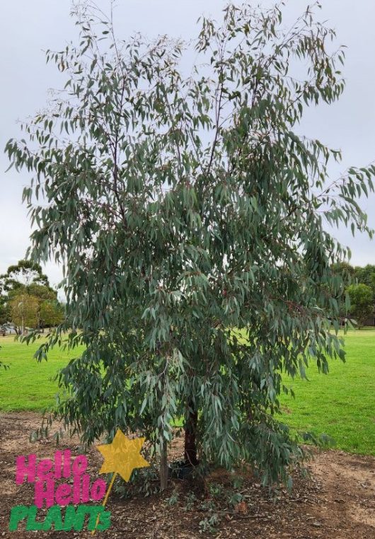 A young Eucalyptus 'River Red Gum' 8" Pot tree in a grassy field with a visible "hello hello plants" sticker.