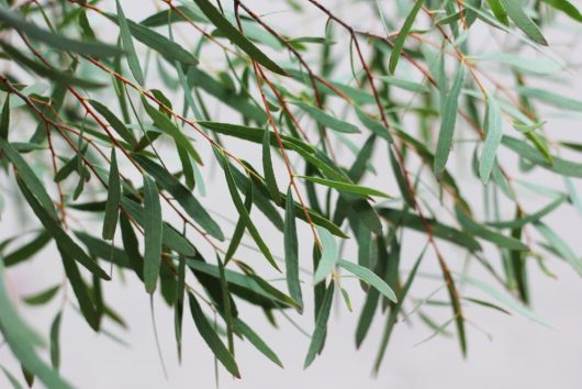 Eucalyptus 'Black Peppermint Gum foliage. Thin green leaves hanging off a branch on Black Peppermint Gum