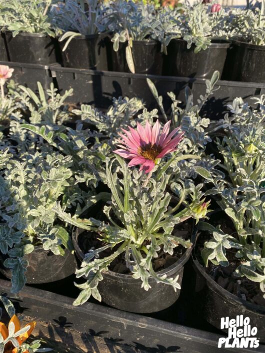 Gazania 'Silver Leaf Mixed' 6" Pot