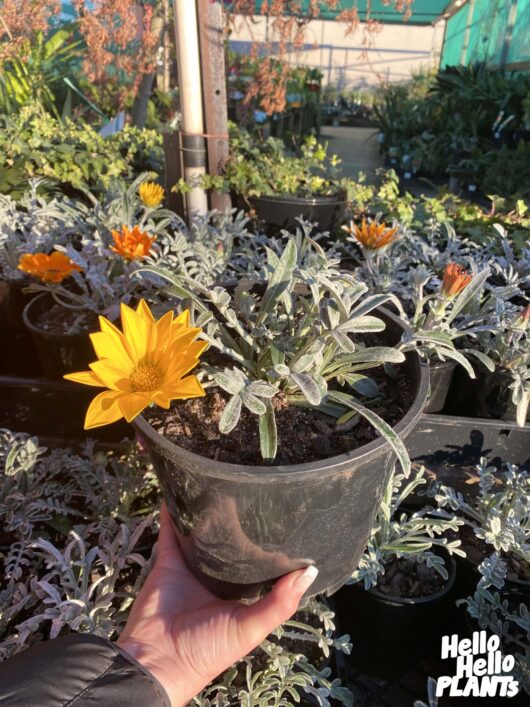 Gazania 'Silver Leaf Mixed' 7" Pot
