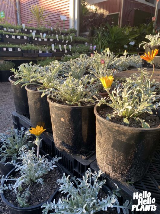 Gazania 'Silver Leaf Mixed' 7" Pot