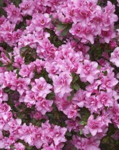 A vibrant cluster of pink Azalea 'Rose Queen' flowers with lush green leaves, beautifully arranged in an 8" pot.