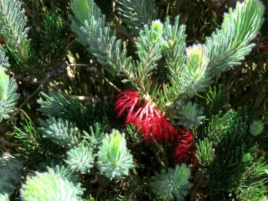 Calothamnus 'Common Net Bush' Grey Form 6" Pot