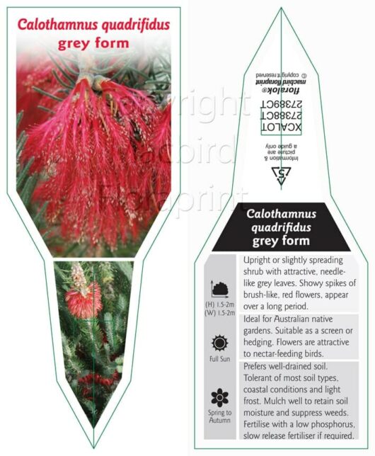 Calothamnus 'Common Net Bush' Grey Form 6" Pot