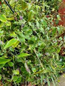 The Gibasis 'Tahitian Bridal Veil' 10" Hanging Basket features dense green leaves and thin stems, accented by small hints of purple throughout the lush foliage.