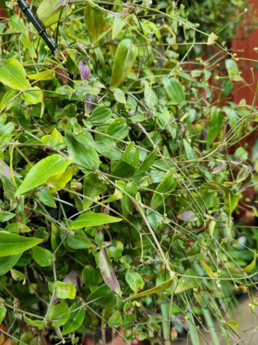 The Gibasis 'Tahitian Bridal Veil' 10" Hanging Basket features dense green leaves and thin stems, accented by small hints of purple throughout the lush foliage.