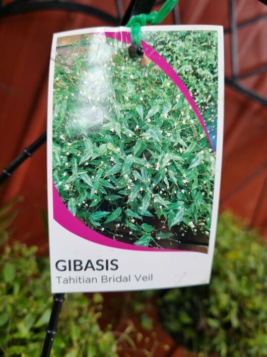 Gibasis 'Tahitian Bridal Veil'