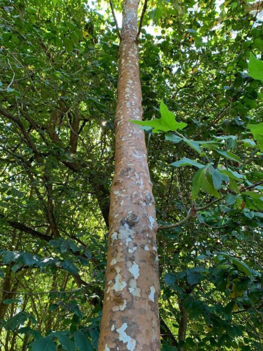 Platanus 'Oriental Plane Tree'