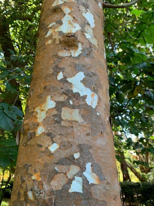 Platanus 'Oriental Plane Tree'