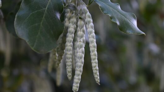 Garrya 'Silk Tassel Bush'