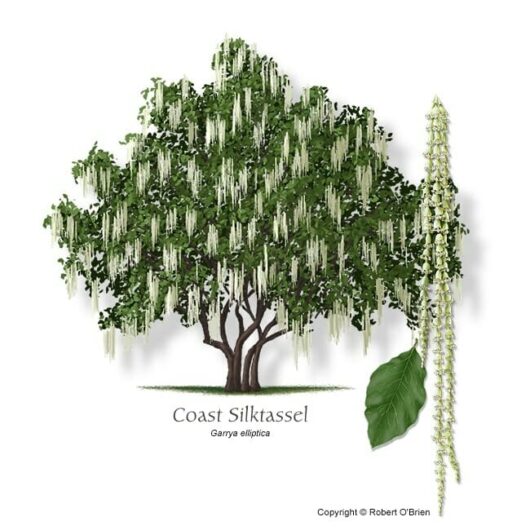 Garrya 'Silk Tassel Bush'